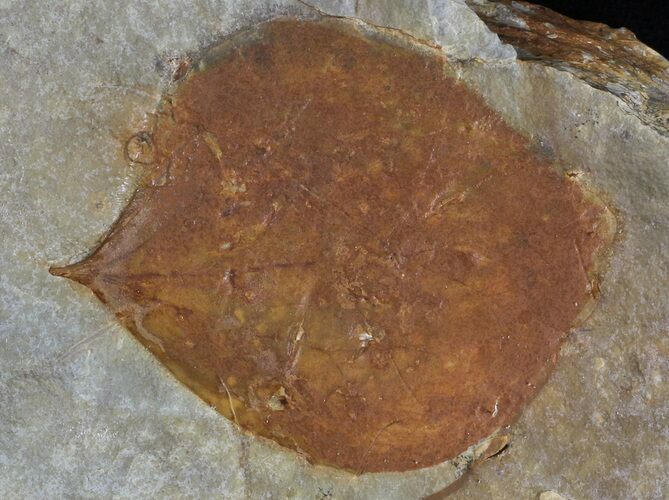 Detailed Fossil Leaf (Zizyphoides) - Montana #68312